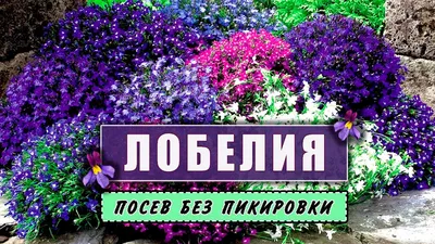 Лобелия \"Lobelia\" купить по цене цена по запросу от питомника саженцев и  растений Центросад | Фото и консультация по уходу