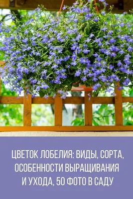 Нежная лобелия: выращивание и уход, место в саду - Рамблер/женский