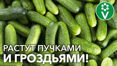 Обзор сортов огурцов + Секрет долгого плодоношения
