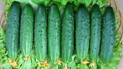 Самые вкусные огурчики Выбираем салатные сорта! - YouTube
