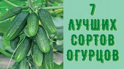 Огурцы / смешные картинки и другие приколы: комиксы, гиф анимация, видео,  лучший интеллектуальный юмор.