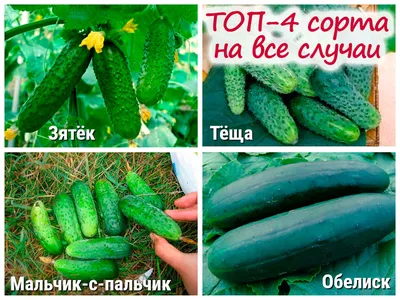 Лучшие сорта огурцов, которые плодоносят до осени | Записки огородницы |  Дзен