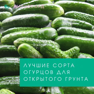 Высокоурожайные сорта огурцов в Украине