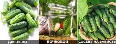 ТОП-40 лучших сортов огурцов, рекомендуемых к посадке в 2020 году
