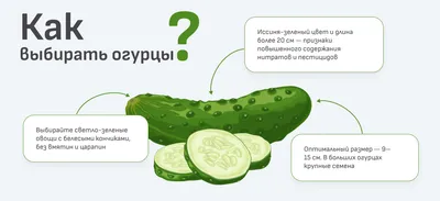 Ранние сорта огурцов|Вінниця.інфо