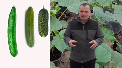 Сорта огурцов: названия самых лучших, описания, характеристики