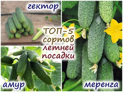 Лучшие сорта огурцов | Маленькие огороды, Садоводство, Огородничество