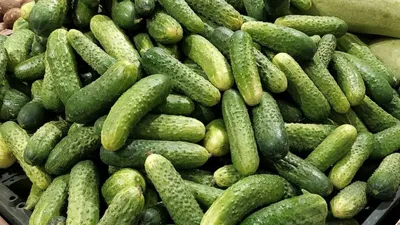 Белые огурцы: особенности, выращивание, популярные сорта