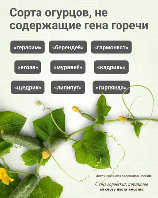 Самые вкусные и живучие сорта огурцов — короли среди овощей, сладкие, как  сахар