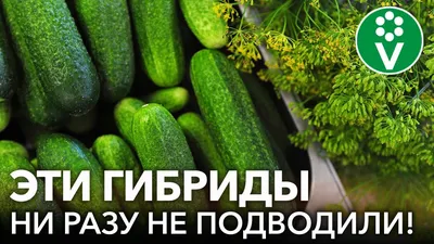 Когда в домашних условиях сажать семена огурцов на рассаду для выращивания  в парнике