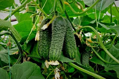 Урожайные сорта огурцов: какой сорт огурцов самый урожайный - Agro-Market