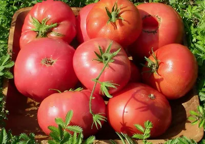 Лучшие сорта томатов в Украине: ТОП 6 гибридов томатов для теплиц