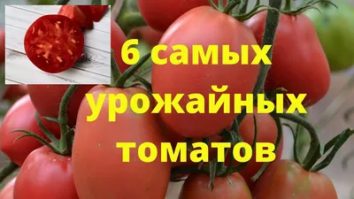Самые урожайные томаты для теплицы - YouTube