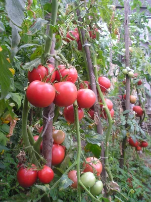 Лучшие сорта и гибриды томатов для теплиц - Agro Portal