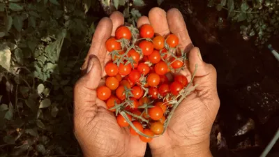 Лучшие сорта томатов: не поест фитофтора и не потрескаются | tochka.by