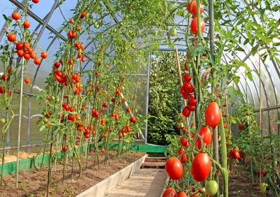 Как выращивать помидоры в теплице из поликарбоната зимой