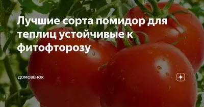 Лучшие сорта томатов для теплицы — рейтинг томатов для теплиц