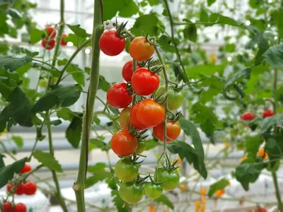Лучшие сорта помидор для теплиц устойчивые к фитофторозу | Домовёнок | Дзен