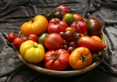 Какие лучшие индетерминантные сорта томатов для теплицы | Компот-Огород