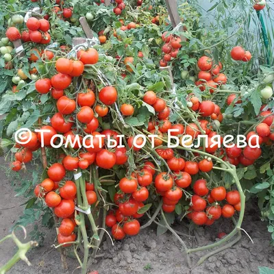 Какие семена томатов выбрать? Характеристики сортов томата. Фото — Ботаничка