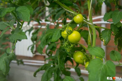 Какие помидоры лучше сажать в теплице: самые популярные урожайные сорта