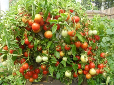 Без пасынкования и подвязок: самые лучшие сорта томатов для теплиц | Наша  Дача | Дзен
