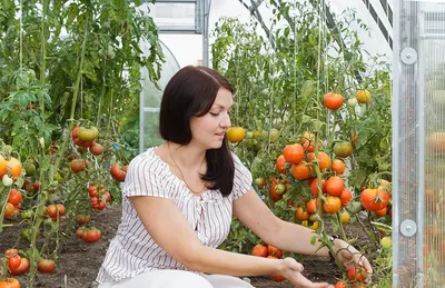 Лучшие сорта томатов для Сибири в теплице | выращивание, уход, размножение  растений