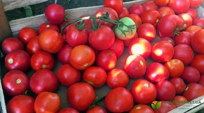 Что такое детерминантные и индетерминантные сорта помидоров: когда сажать  помидоры на рассаду, лучшие и урожайные сорта томатов - 25 марта 2023 - НГС