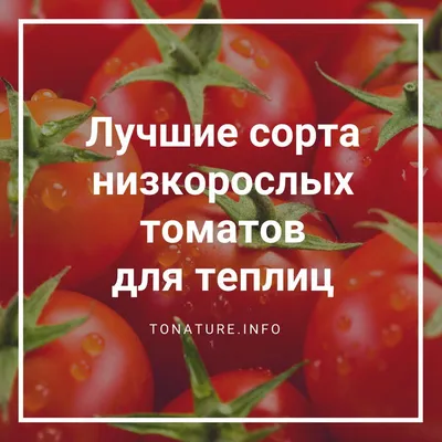 Лучшие сорта томатов в Украине - ТОП 7 гибридов помидор для открытого грунта