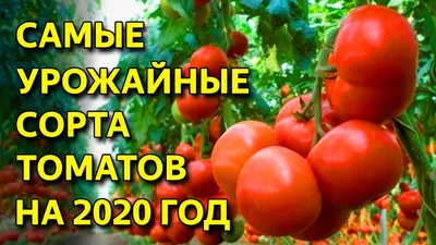 Белорусские сорта и гибриды ничем не уступают зарубежным аналогам, а по  некоторым характеристикам превосходят