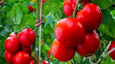 Томаты черри: 10 популярных сортов и секреты выращивания культуры |  AgroMarket интернет магазин семян