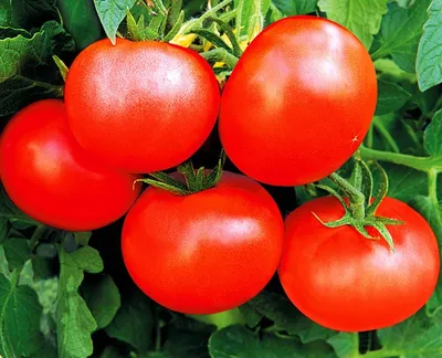 Самые урожайные сорта томатов для теплицы - описание и особенности  выращивания | интернет-магазин семян Ogurki