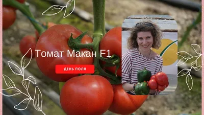 Лучшие сорта томатов на 2024 год для теплиц и открытого грунта сибирской  селекции: описание наименований, фото, преимущества и недостатки