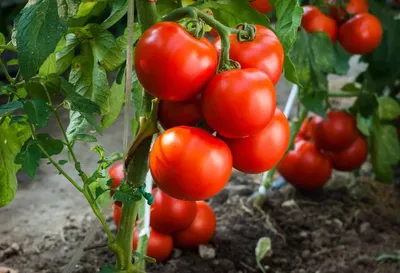 Лучшие сорта помидоров для теплицы и открытого грунта 2018 - 3agorod.ru