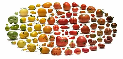Лучшие сорта томатов для теплицы и открытого грунта: особенности сортов  «Кумир», «Бычье сердце», «Бразильское чудо» и других — Ozon Клуб