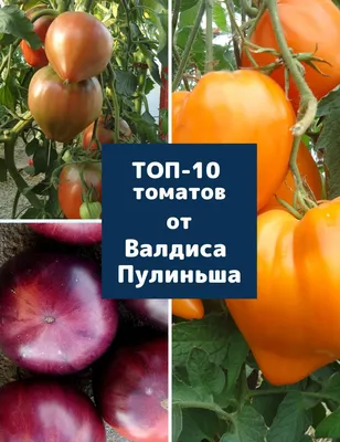 Лучшие сорта помидоров для теплиц: обзор с фото и советы по выбору семян