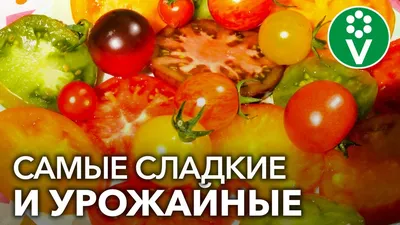Лучшие сорта помидор для теплицы из поликарбоната: томаты с фото и описанием