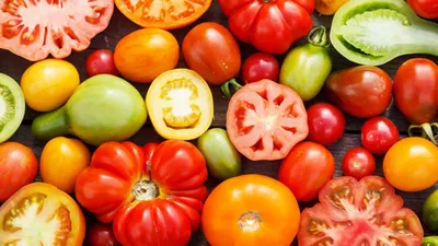 Какие сорта выращивать в теплице: два отличных томата – новый гибрид и  проверенный временем