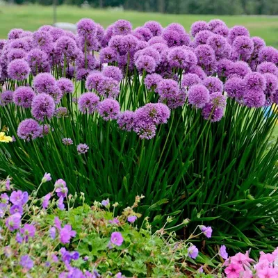 Лук декоративный Аllium millennium 490 руб. AGRO4806