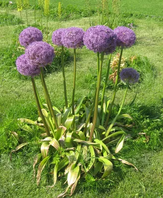 Лук голландский — Википедия