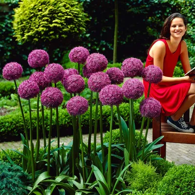 Лук Невского. Allium nevskianum. Невскианум