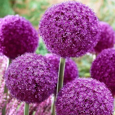 Семена цветочных культур : Allium Лук Гигантский