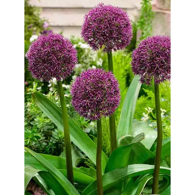 Лук декоративный (Аллиум) Остара / (Allium Ostara) - Аллиумы (Декоративные  луки) - купить недорого аллиум в Москве в интернет-магазине Сад вашей мечты