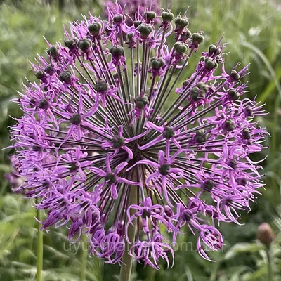 Лук шнитт, резун, резанец, скорода английский лук (Allium schoenoprasum)