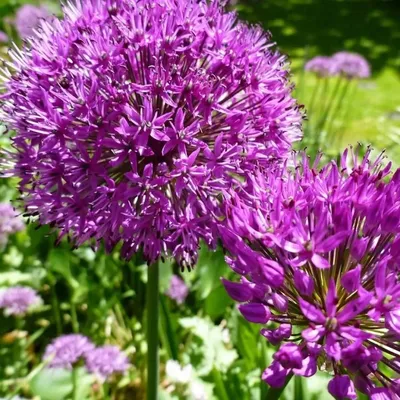 Лук декоративный (Allium schoenoprasum Curly Mauve) 490 руб. AGRO4805
