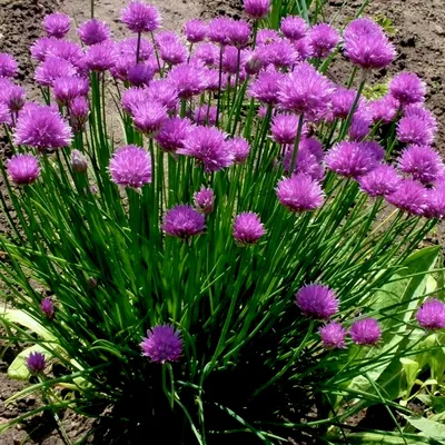 Купить Шнитт лукAllium schoenoprasum - в питомнике Флорини
