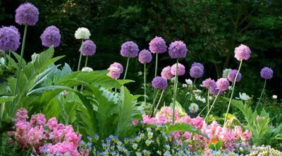 Аллиум (лук) Purple Sensation 5шт купить, отзывы, фото, доставка - Дачные  радости - sad116.ru
