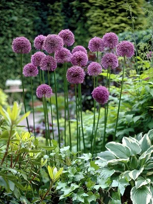 Аллиум Шнитт-лук (Allium schoenoprasum) купить с доставкой по Беларуси  \"BuonRoza \"