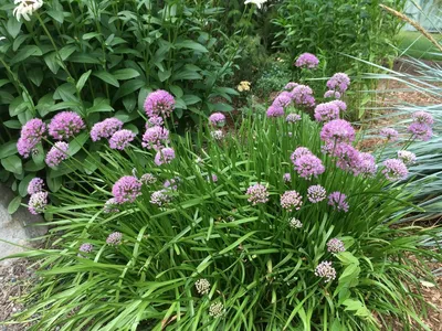 Шнитт-лук (Allium schoenoprasum)