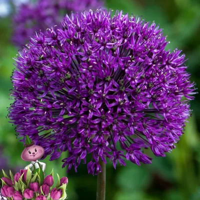 Лук Стебельчатый (Allium Stipitatum)